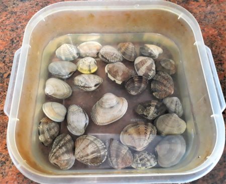 Almejas en agua y sal
