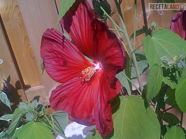 Hibiscus, Hibisco o Flor de Jamaica