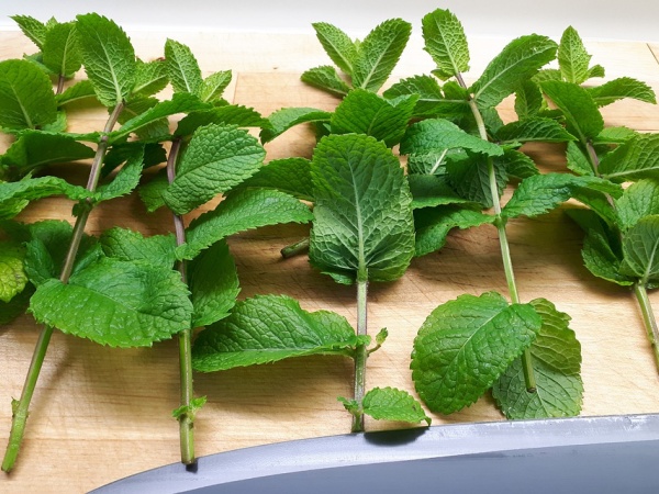 Menta fresca Menta fresca