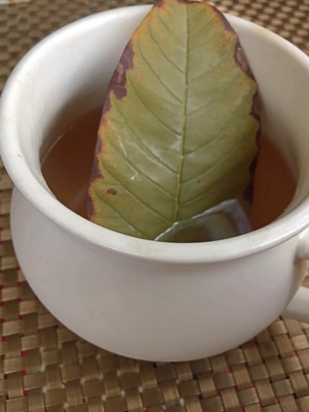 Agua de hojas de guayaba Agua de hojas de guayaba
