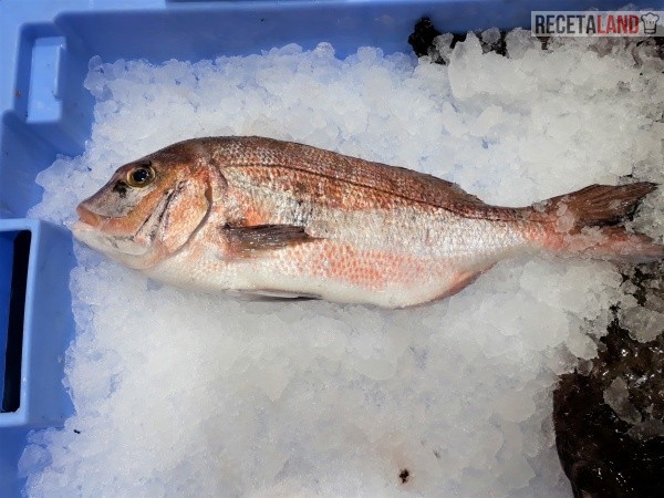 Pargo rosado