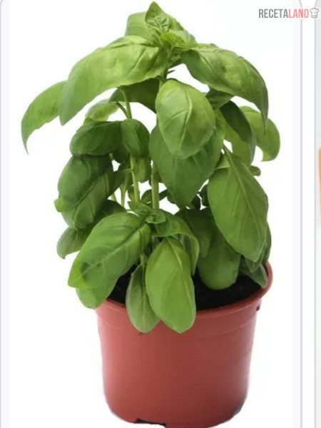 Maceta de albahaca fresca